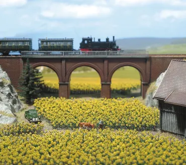 96 Sonnenblumen