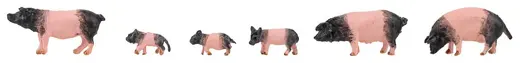 6 Schwäbisch-Hällische Landschweine