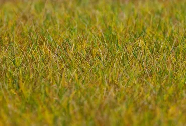 PREMIUM Streufasern Wiese, hellgrün, 6 mm, 30 g