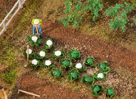 10 Grün - und 10 Blumenkohlköpfe