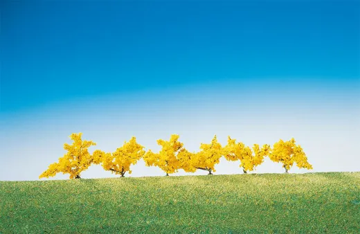 6 Forsythien, gelb blühend