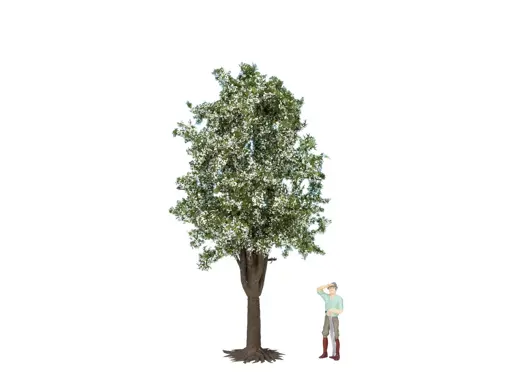 Obstbaum weiss, 30 cm