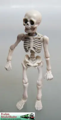Skelett - Mensch