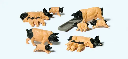 Schwäbisch Hällische Schweine