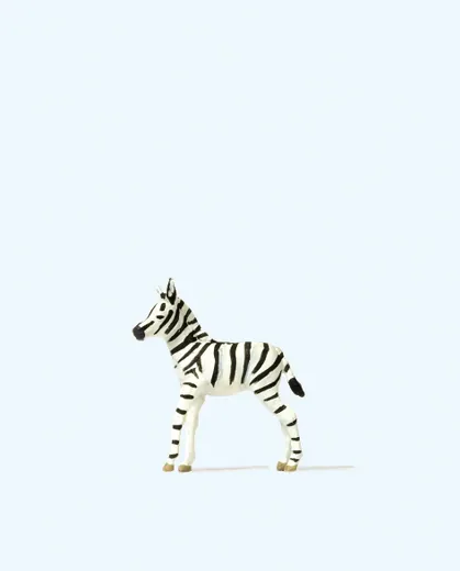 Junges Zebra