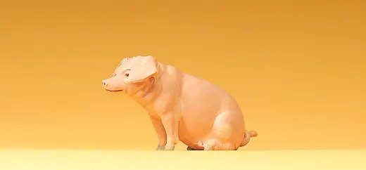 Schwein sitzend