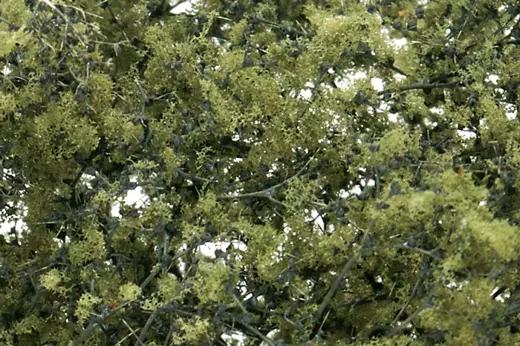 Feine Belaubung olivgrün