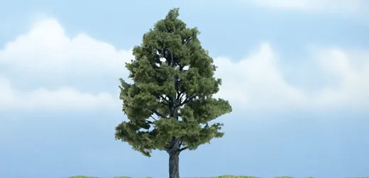1 Amberbaum 10 cm
