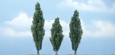 3 Pappeln   12 cm, 11 cm u. 9 cm