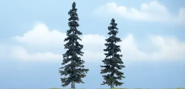 2 Fichten  12,5 cm u. 10 cm