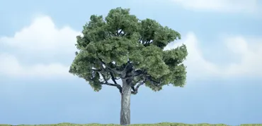 1 Walnussbaum   10 cm