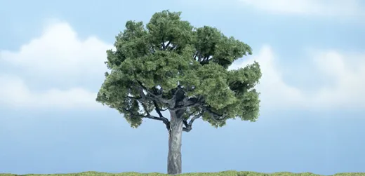 1 Walnussbaum 10 cm