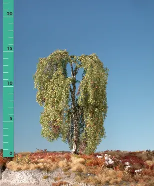 Hängebirke 2 Stück ca. 8cm / Frühherbst