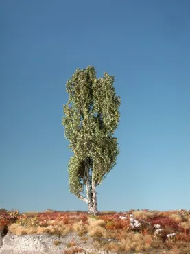 Pyramidenpappel 2 Stück ca 10-13cm / Frühherbst