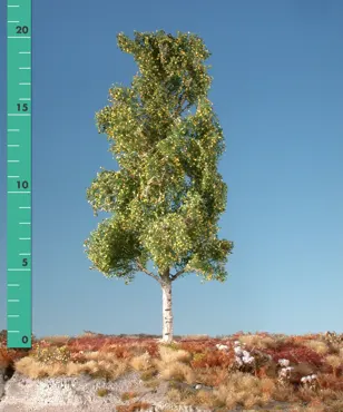 Espe 2 Stück ca. 8cm / Frühherbst