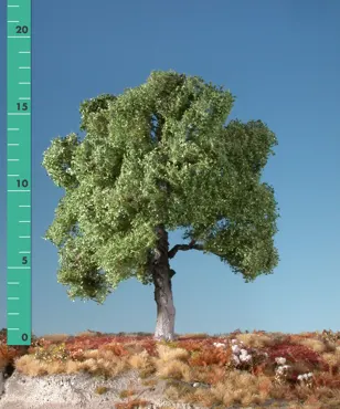 Buche 1 Stück ca 10-13cm /Sommer