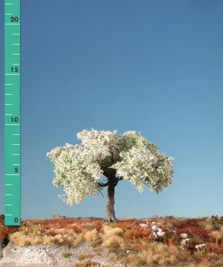 Apfelbaum 2 Stück ca. 8cm / Frühling