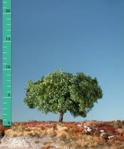 Apfelbaum 1 Stück ca 10-13cm / Sommer