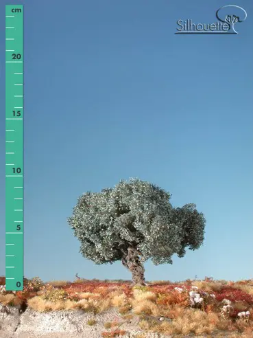 Olivenbaum 2 Stück 8cm / Sommer