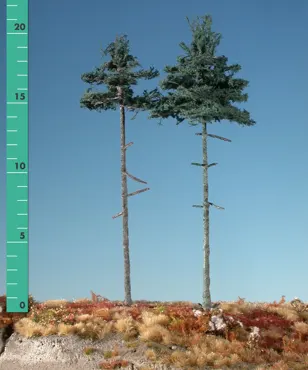 Innenwald-Tanne 4 Stück 10-13cm / Sommer