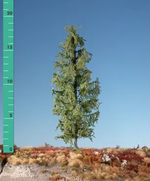 Lärche 1 Stück 10-13cm / Sommer