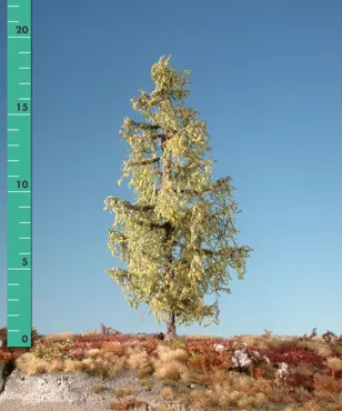 Lärche 1 Stück 10-13cm / Frühherbst