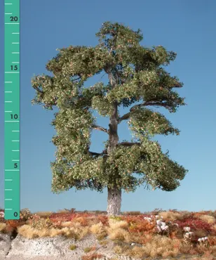 Eiche 2 Stück ca. 8cm / Frühherbst