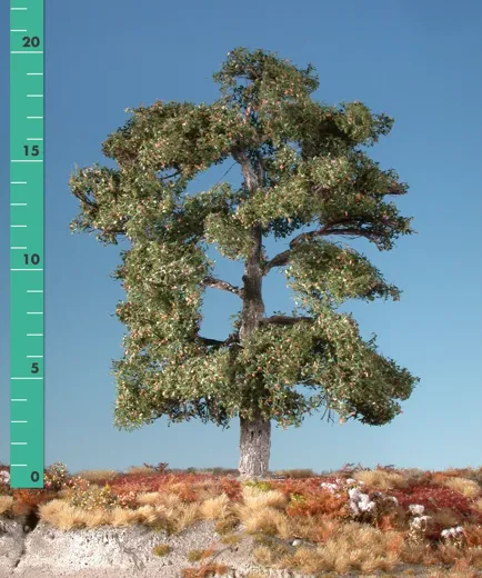 Eiche 1 Stück 10-13cm / Frühherbst