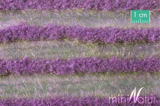 Lavendelfeld Streifen Grösse ca. 336 cm / Sommer