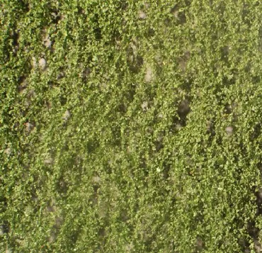 Birkenlaub Grösse ca. 27x15 cm / Sommer