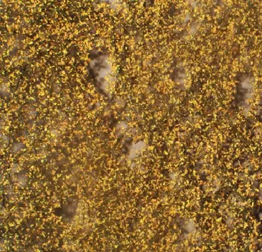 Birkenlaub Grösse ca. 27x15 cm / Spätherbst