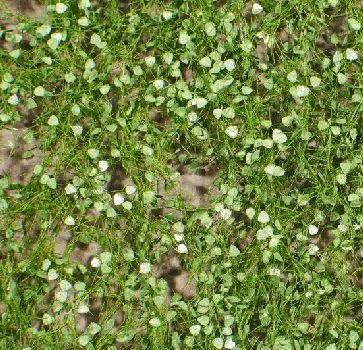 Pappellaub Grösse ca. 27x15 cm / Sommer