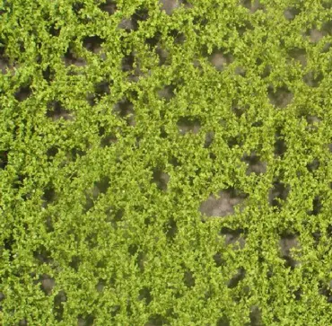 Buchenlaub Grösse ca. 27x15 cm / Frühling