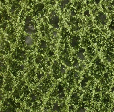 Buchenlaub Grösse ca. 27x15 cm / Sommer