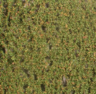 Buchenlaub Grösse ca. 27x15 cm / Frühherbst