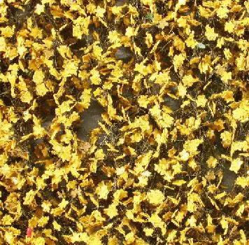 Ahornlaub gelb Grösse ca. 27x15 cm / Spätherbst