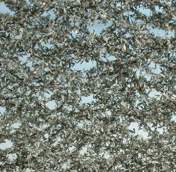 Olivenbaumlaub Grösse ca. 27x15 cm / Sommer