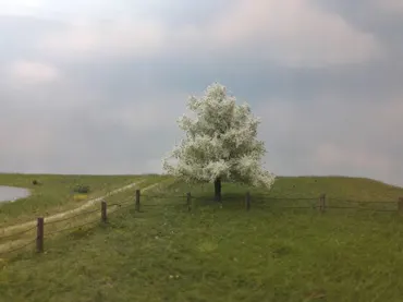 Apfelbaum 1 Stück 10-13cm / Frühling