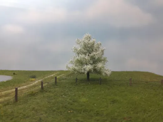 Apfelbaum 1 Stück 10-13cm / Frühling