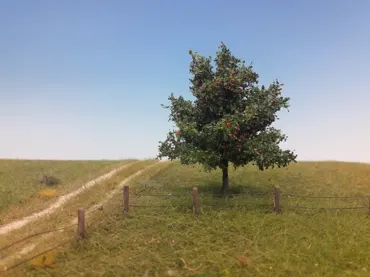 Apfelbaum 1 Stück 10-13cm / Sommer
