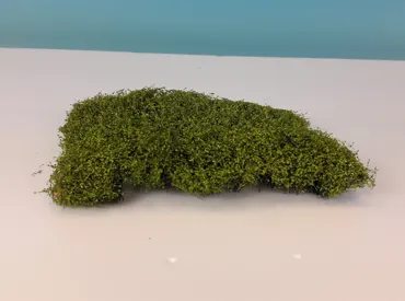 Sträuchermatte / Frühling