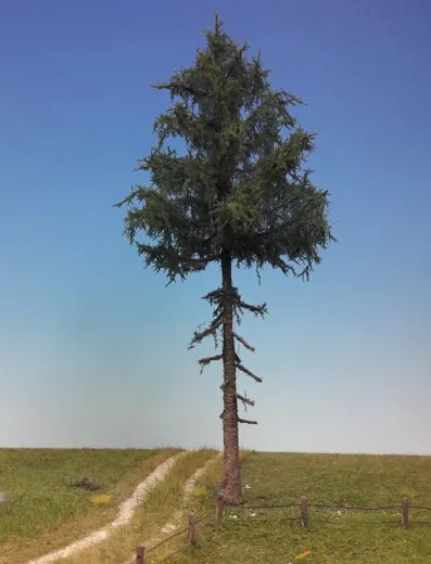 Tanne Hochstamm 1 Stück 20-24cm / Sommer