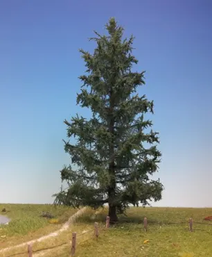 Tanne 1 Stück 30-34cm / Sommer