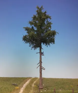 Fichte Hochstamm 1 Stück 25-29cm / Sommer