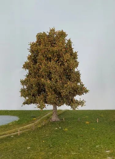 Buche 1 Stück 40-45cm / Frühherbst