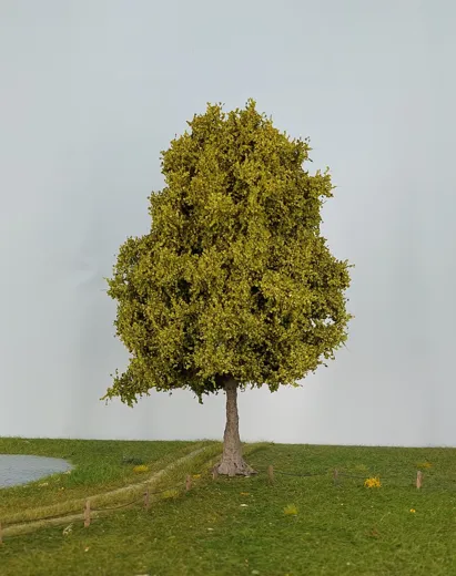 Esche 1 Stück 40-45cm / Frühling