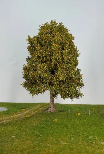 Esche 1 Stück 40-45cm / Frühherbst