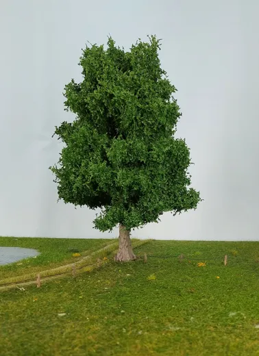 Eiche 1 Stück 25-29cm / Sommer