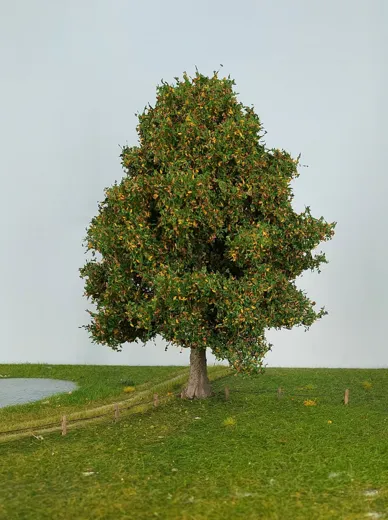 Eiche 1 Stück 25-29cm / Frühherbst