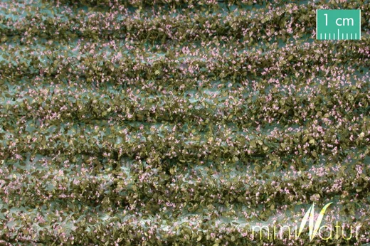 Kartoffelfeld-Str. blaßviolett blüh. Grösse ca. 42 cm / Frühling